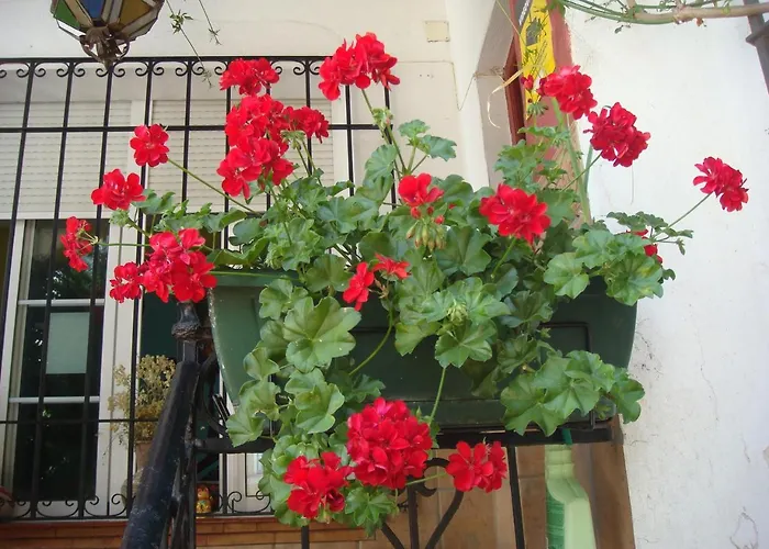 Casa Babylon Backpakers אכסניה *