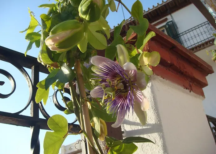 Casa Babylon Backpakers אכסניה *