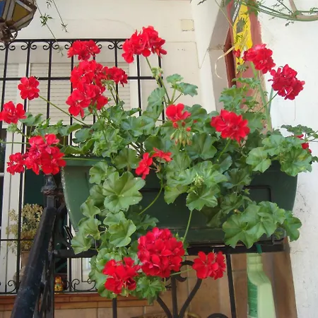 Casa Babylon Backpakers بيت شباب *