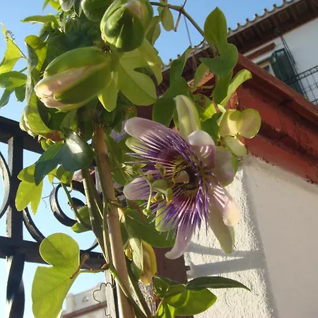 Casa Babylon Backpakers Auberge de jeunesse *